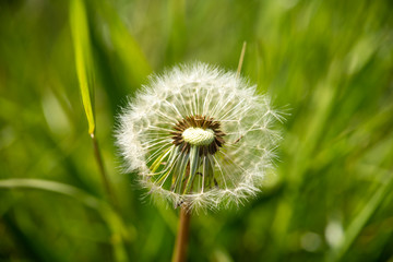 close up dandelion blowball and natural background