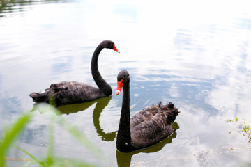 beautiful black swans swimming in the lake