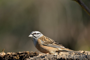 escribano montesino en el suelo sobre un viejo tronco (emberiza cia) Marbella Andalucía España 