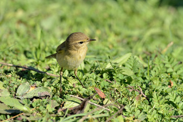 mosquitero musical en la hierba (Phylloscopus collybita) Marbella Andalucía España