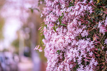 the blooming spring flowers