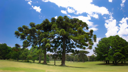 Araucárias - Árvores típicas do sul do Brasil.