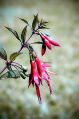 Chilco - Flor que representa Amor!
Serra Ga&uacute;cha 