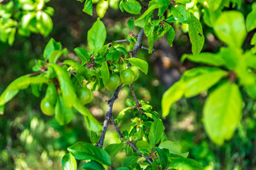 Prugne verdi in primavera