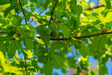 Prugne verdi in primavera