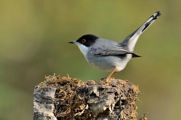 curruca cabecinegra en una rama (sylvia melanocephala) Marbella Andalucía España 