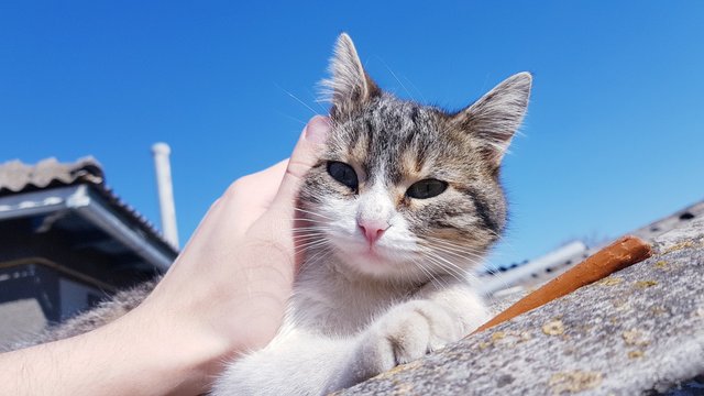Sweet cat with white and gray fur is raxing on the rustic rooftop under the rays of the summer sun.