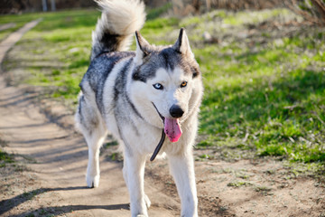 Naklejka na ściany i meble Beautiful purebred husky dog walks in the Park with his tongue hanging out.