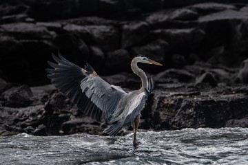 Great blue heron