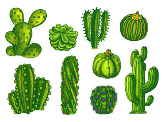 Cactus and succulents, agave sketch plants vector