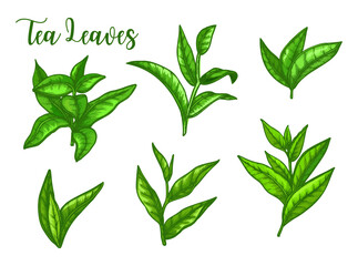 Tea leaves sketch, green tea leaf for package