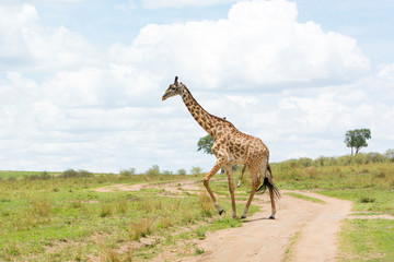 A Masai Giraffe crossing a track in Masai Mara on a sunny September afternoon