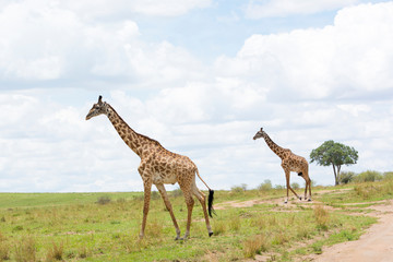 Naklejka na ściany i meble Giraffes crossing a track in Masai Mara on a sunny September afternoon