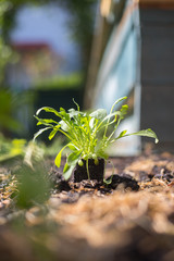 Urban gardening: Salad, vegetables and herbs on fruitful soil in the own garden, raised bed.