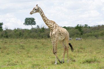 A Masai Giraffe in a grassy area in Masai Mara on a September afternoon