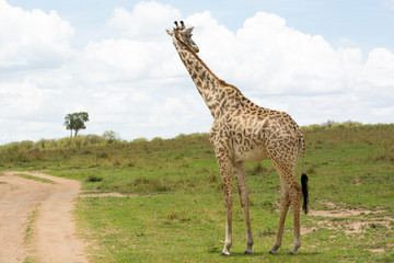 A Masai Giraffe looking back before crossing a track in Masai Mara on a sunny September afternoon