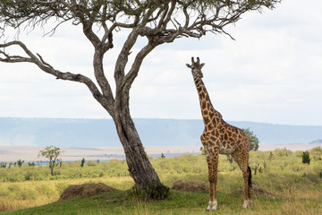 A Rothschild Giraffe standing under an Acacia tree in Masai Mara on a sunny September afternoon