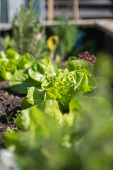 Urban gardening: Salad, vegetables and herbs on fruitful soil in the own garden, raised bed.