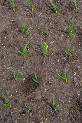 green onion in the ground