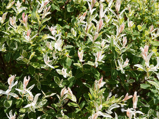 Salix integra 'Hakuro Nishiki' | Saule crevette ou saule Arlequin aux tiges rougeâtres fines et souples aux longues feuilles mouchetées de vert, rose et blanc crème