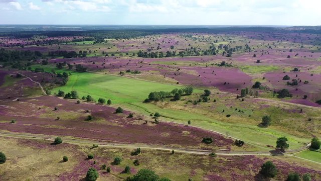 L&uuml;neburger Heide (Lande de Lunebourg) et fleurs de bruy&egrave;res en vue a&eacute;rienne.