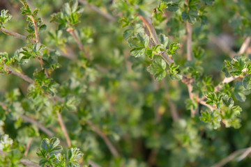 Fototapeta na wymiar The branch of gooseberry in the early spring.