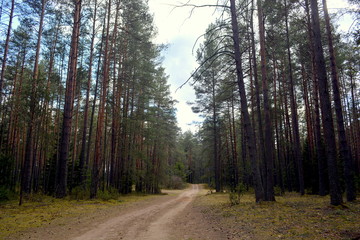 Road in a pine forest. Prechisty Bor.