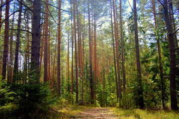 Road in a pine forest. Prechisty Bor.