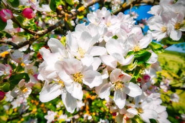 Beautiful flowers in spring with amazing colors