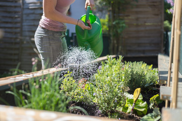 Urban gardening: Watering fresh vegetables and herbs on fruitful soil in the own garden, raised bed.