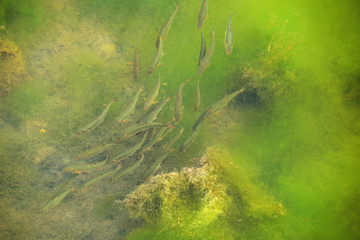 school of small fish in the green water.
