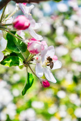 Obraz premium Bee gets the nectar