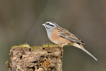 escribano montesino macho posado en el tronco de una encina   (emberiza cia) Marbella Andalucía España 