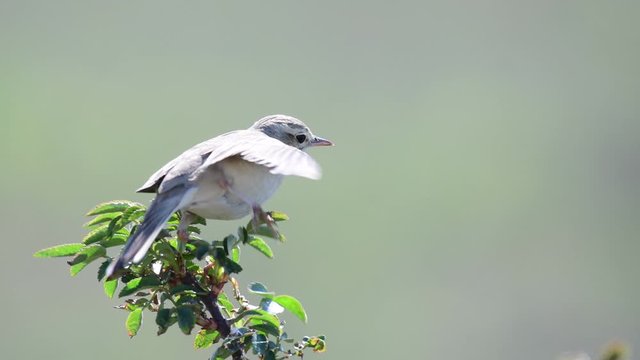 Tawny pipit, Anthus campestris, in spring on a green background.