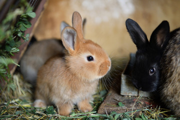 Small domestic rabbits eating grass in the nest 