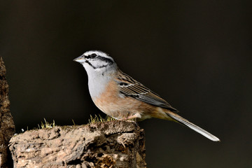 escribano montesino macho posado en un árbol  (emberiza cia) Marbella Andalucía España 