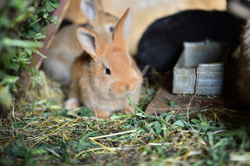 Animal love mother with smalll rabbits in the lair with hay