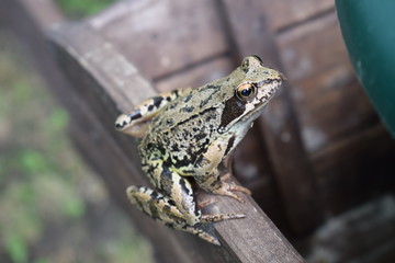 frog in the pond