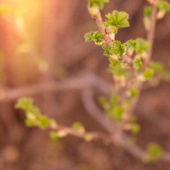 Currant branch with green shoots in early spring