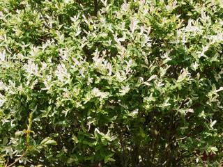 Saule crevette ou saule Arlequin (Salix integra 'Hakuro Nishiki')