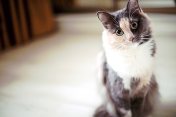 a beautiful cat is sitting and looking at you 