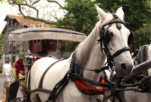 Horse and Carriage in Prince Islands, Istanbul (Fayton)