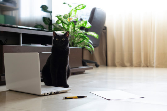 Photography of a living room with a laptop and papers on the floor with a black cat in front of the laptop. Comfy environment.