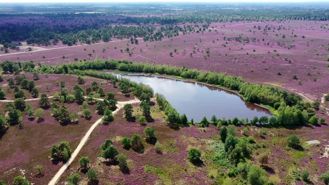 L&uuml;neburger Heide (Lande de Lunebourg) et fleurs de bruy&egrave;res en vue a&eacute;rienne.