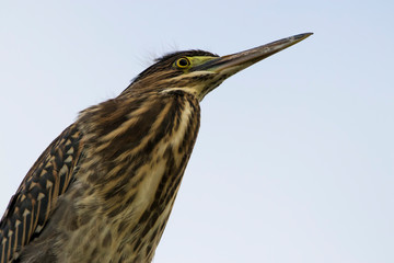 great blue heron ardea cinerea