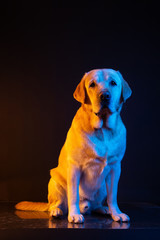 Labrador in the light of colored neon lamps. portrait on a black background. warm yellow light and...