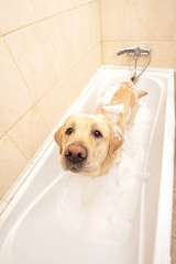 A dog taking a shower with soap and water