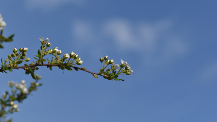 Spierstrauch, Spiraea alpine, einzelner Ast mit Knospen