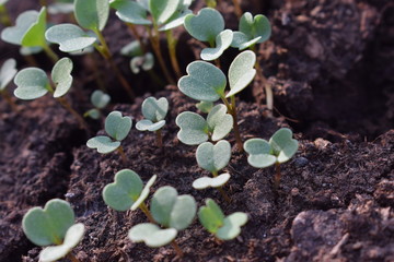 young plant in the ground