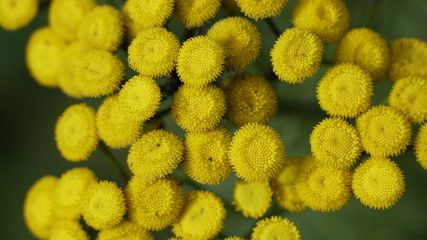 Yellow tansy flowers (Tanacetum vulgare, common tansy, bitter button, cow bitter, or golden buttons) in the green background. Wildflowers